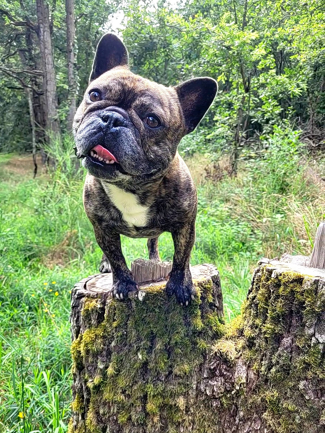 Newts participe au concours pour gagner de l'argent avec cette photo : bedrock, bulldog, canidae, carnivore, collar, companion_dog, dog, dog_breed, dog_collar, fawn, french_bulldog, grass, groundcover, molosser, plant, sporting_group, terrestrial_animal, toy_dog, tree, working_animal