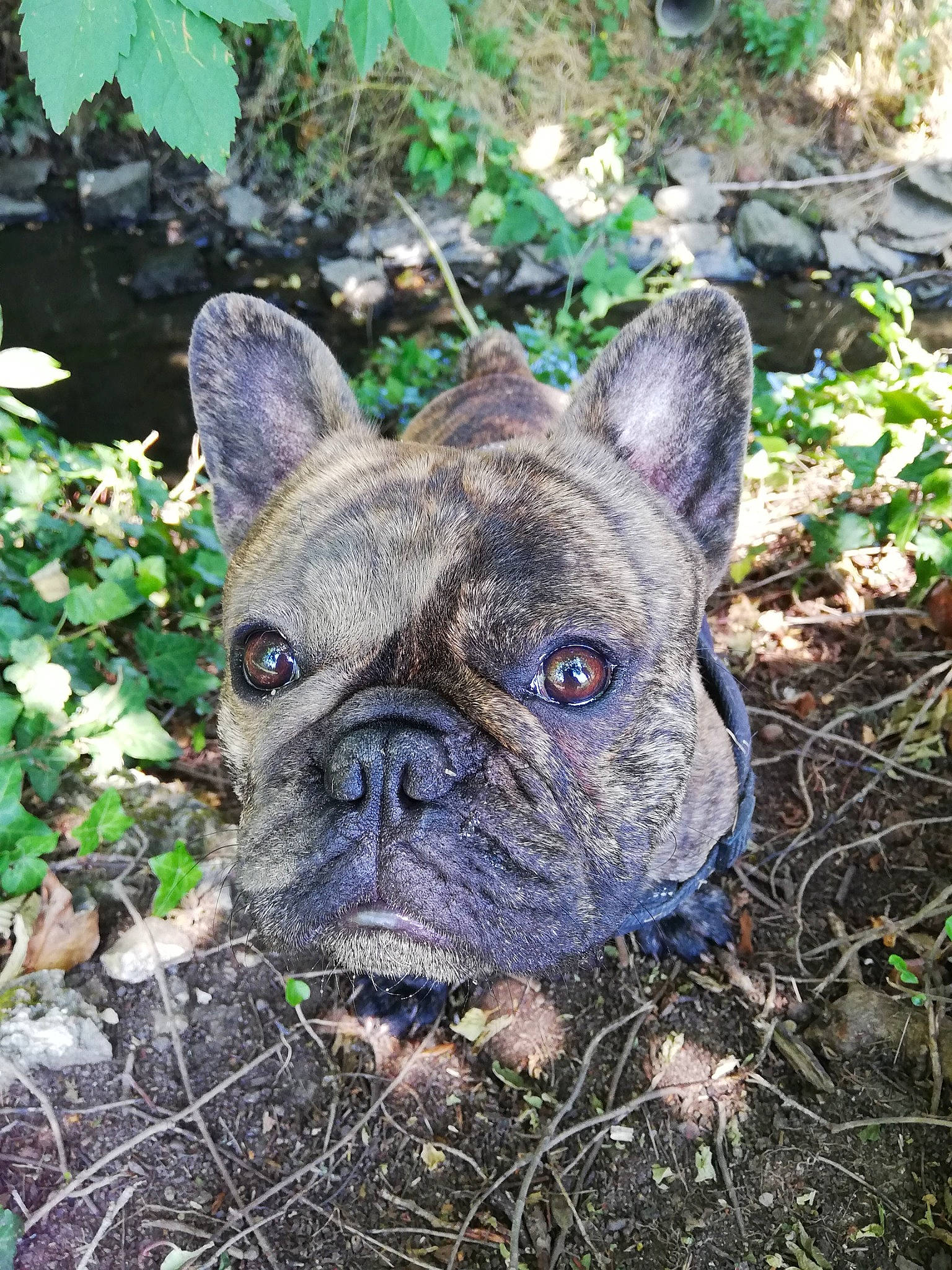 Newts participe au concours pour gagner de l'argent avec cette photo : bulldog, canidae, carnivore, companion_dog, dog, dog_breed, ear, fawn, french_bulldog, grass, groundcover, molosser, plant, snout, sporting_group, terrestrial_animal, toy_dog, whiskers, working_animal, wrinkle