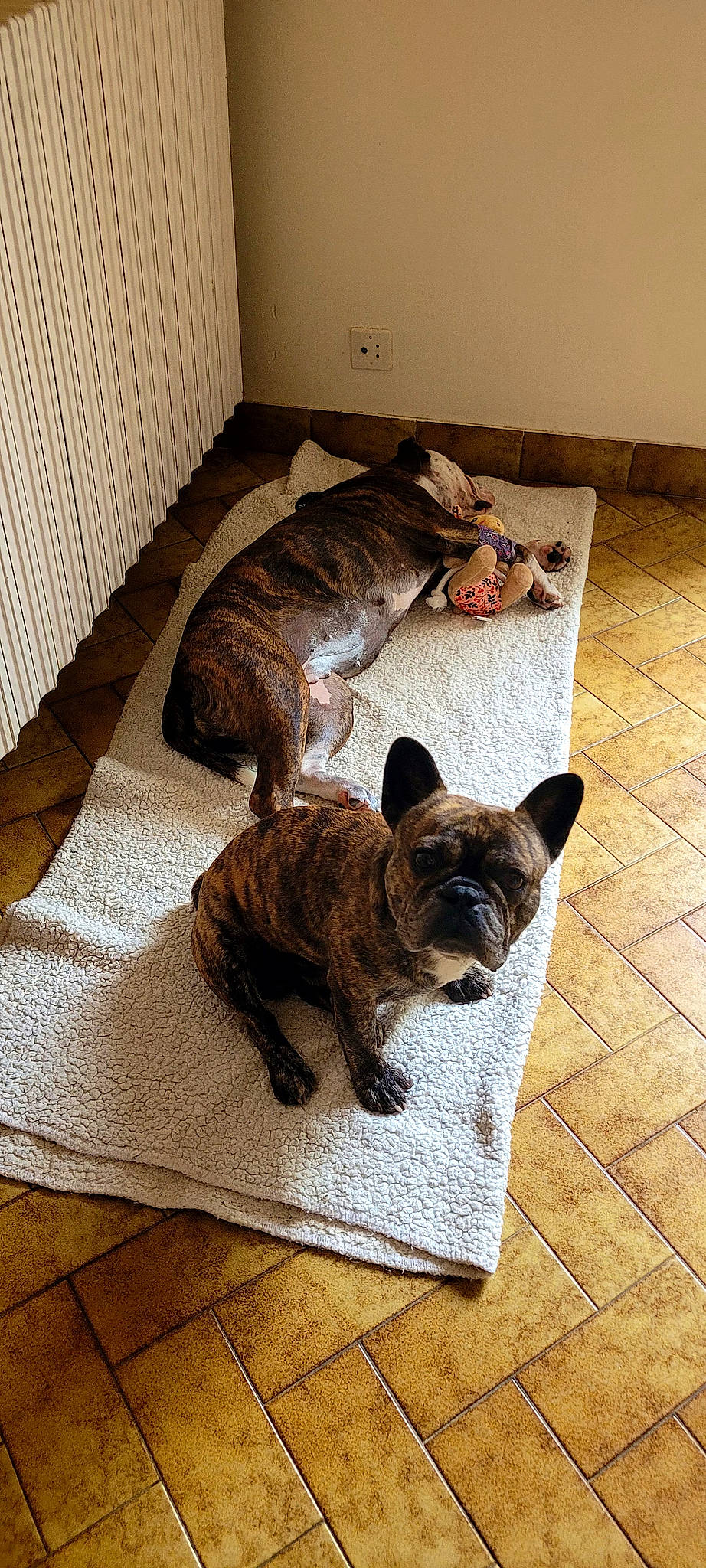 Newts Et Thoundra participe au concours pour gagner de l'argent avec cette photo : brown, canidae, carnivore, comfort, companion_dog, dog_breed, fawn, felidae, floor, flooring, fur, hardwood, small_to_medium_sized_cats, snout, sporting_group, tail, terrestrial_animal, whiskers, wood, working_animal