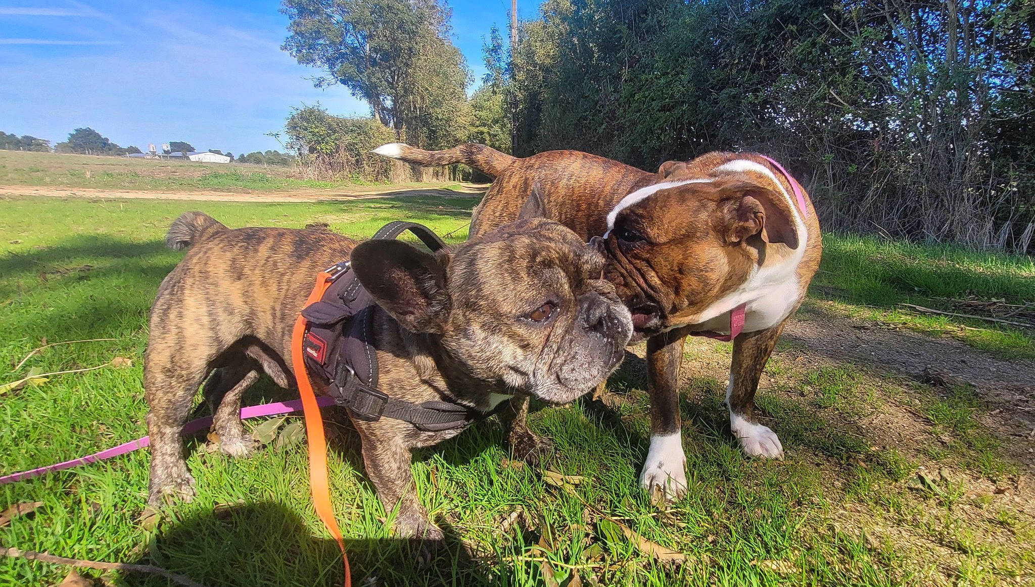 Newts Et Thoundra participe au concours pour gagner de l'argent avec cette photo : argali, carnivore, collar, companion_dog, dog, dog_breed, dog_collar, fawn, grass, grassland, grazing, horn, plant, sky, snout, sporting_group, tail, terrestrial_animal, tree, working_animal