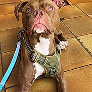 Ghost a rejoint le concours — aidez-le/la à gagner de superbes lots ! alert, animal, brown_dog, canine, close_up, dog, domestic_animal, ears, floor, four_legs, harness, indoors, leash, looking_up, paw, pet, resting, snout, tile_floor, white_patch