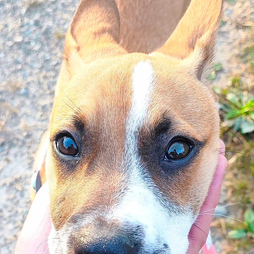 Bella a rejoint le concours — aidez-le/la à gagner de superbes lots ! dog, puppy, close_up, hand, leash, outdoor, path, gravel, curious, brown, white, ears, face, pet, animal, nature, young_dog, cute, friendly, walking