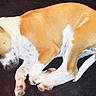 dog, sleeping, brown_and_white, curled_up, pet, canine, fur, paws, resting, domestic_animal, ears, closed_eyes, cute, quiet, indoor, animal, relaxed, companion, mammal, calm