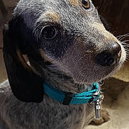 Alba participe au concours pour gagner de l'argent avec cette photo : puppy, dog, close_up, blue_collar, tile_floor, curious, pet, canine, young_dog, indoor, speckled_coat, black_ears, brown_eyes, whiskers, fur, animal, domestic_animal, adorable, looking_up, charm