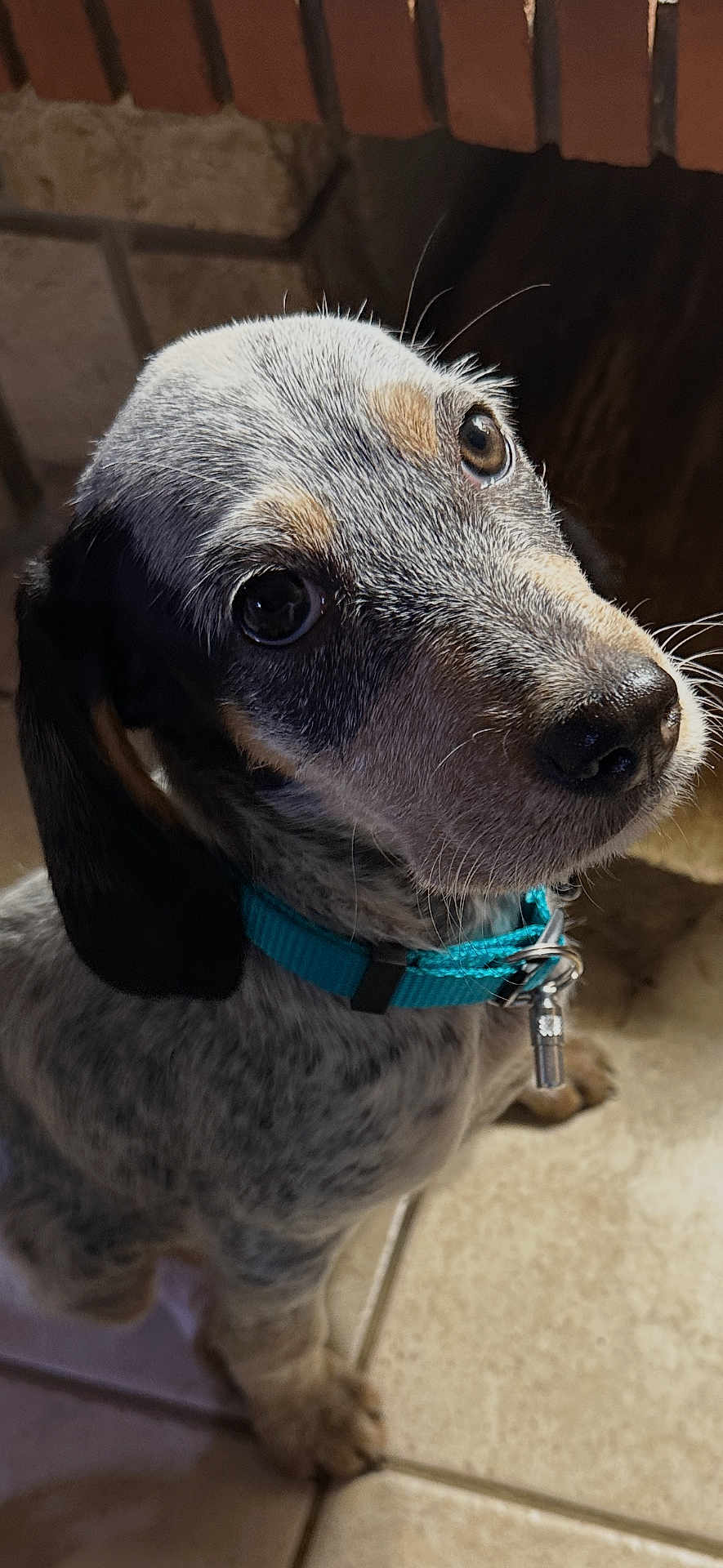 Alba participe au concours pour gagner de l'argent avec cette photo : puppy, dog, close_up, blue_collar, tile_floor, curious, pet, canine, young_dog, indoor, speckled_coat, black_ears, brown_eyes, whiskers, fur, animal, domestic_animal, adorable, looking_up, charm
