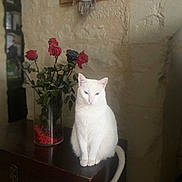 Albus a rejoint le concours — aidez-le/la à gagner de superbes lots ! animal, black_rose, calm, cat, decor, domestic, flower_vase, furniture, houseplant, indoor, natural_light, pet, portrait, red_roses, roses, sitting, still_life, stone_wall, white_cat, wooden_surface
