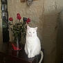 animal, black_rose, calm, cat, decor, domestic, flower_vase, furniture, houseplant, indoor, natural_light, pet, portrait, red_roses, roses, sitting, still_life, stone_wall, white_cat, wooden_surface