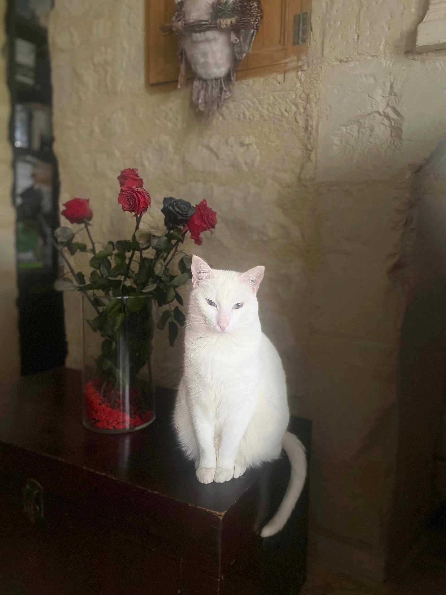Albus