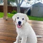 Mellow is registered to the contest to win money with this photo: animal, backyard, blurred_background, dog, domestic_animal, fur, greenery, happy, nature, outdoor, pet, puppy, shed, sitting, smiling, tongue, tree, white, wooden_deck, young