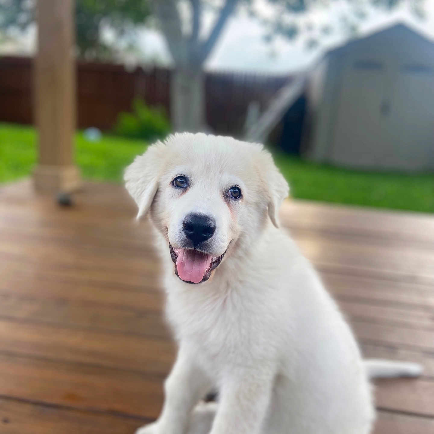 Mellow is registered to the contest to win money with this photo: animal, backyard, blurred_background, dog, domestic_animal, fur, greenery, happy, nature, outdoor, pet, puppy, shed, sitting, smiling, tongue, tree, white, wooden_deck, young
