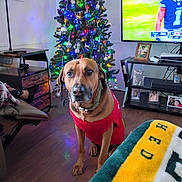 Dallas joined the competition — help win amazing prizes! dog, brown_dog, christmas_tree, holiday_lights, ornaments, living_room, pet_sweater, television, sports_broadcast, blanket, wooden_floor, side_table, photo_frame, lamp, decor, cozy, sitting, portrait, furniture, home_interior