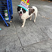 Bella is registered to the contest to win money with this photo: dog, birthday_hat, happy, outdoor, pavement, celebration, pet, canine, black_and_white, water_bottle, cart, smiling, festive, candle_hat, animal, playful, daytime, leash, fun, sidewalk