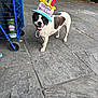 dog, birthday_hat, happy, outdoor, pavement, celebration, pet, canine, black_and_white, water_bottle, cart, smiling, festive, candle_hat, animal, playful, daytime, leash, fun, sidewalk
