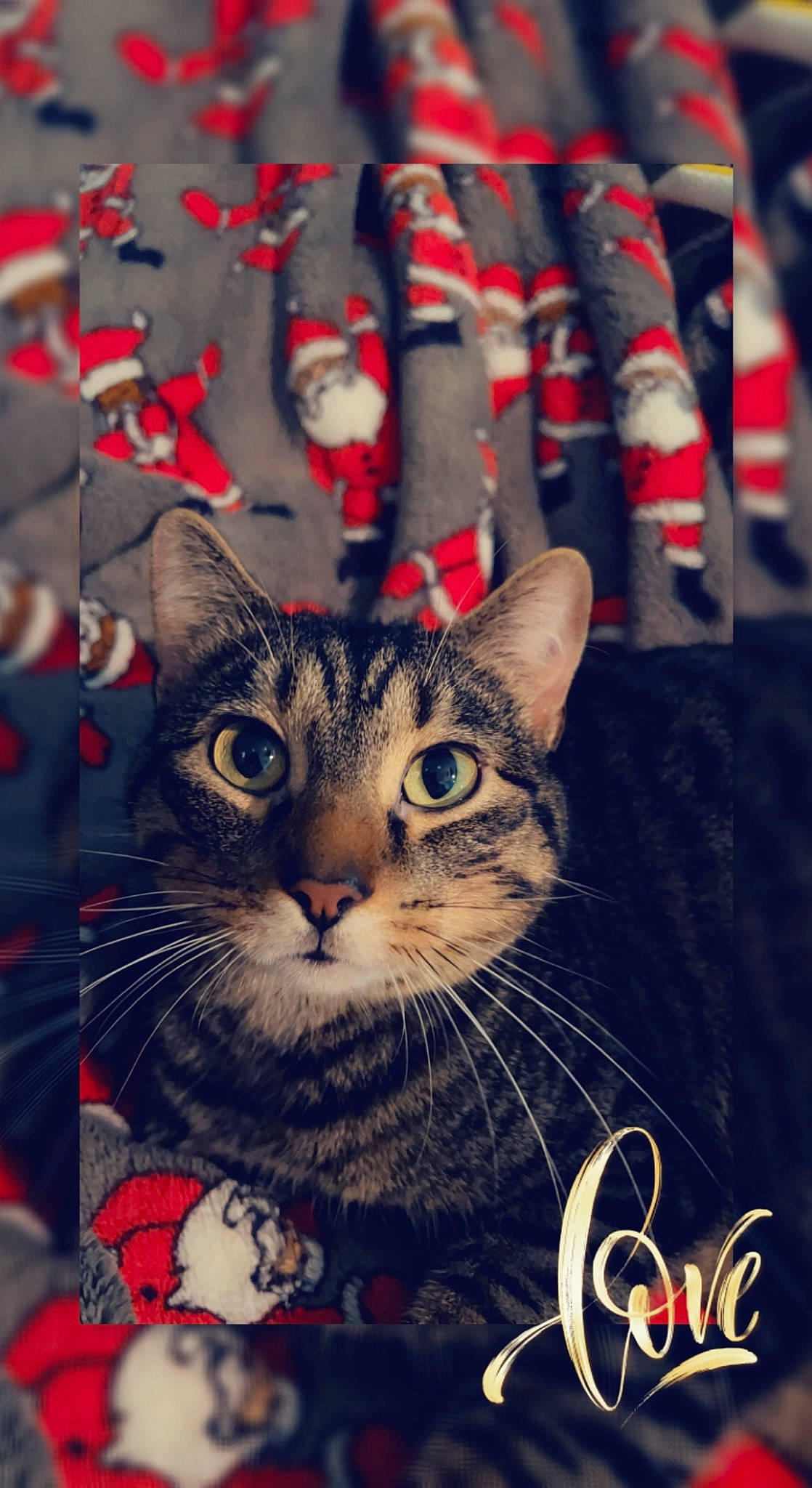 Cheshire joined the competition — help win amazing prizes! carnivore, cat, christmas, domestic_short_haired_cat, electric_blue, felidae, flag_of_the_united_states, fur, holiday, linens, pattern, paw, photo_caption, sleeve, small_to_medium_sized_cats, snout, textile, whiskers