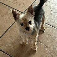 Gizmo is registered to the contest to win money with this photo: animal, canine, companion, curious, cute, dog, domestic_animal, ears, floor, fur, indoors, looking_up, paw, pet, scruffy, small_dog, standing, tail, tile_floor, whiskers