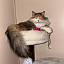 cat, calico_cat, cat_tree, indoor, fluffy, long_tail, toy, ball_of_yarn, pet, paws, whiskers, fur, perched, sleepy, portrait, furniture, corner, wall, closeup, plush