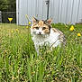 cat, calico_cat, pet, outdoor, grass, yellow_flowers, wildflowers, fur, whiskers, greenery, meadow, portrait, close_up, looking_at_camera, shed, fence, nature, curious, sitting, small_animal