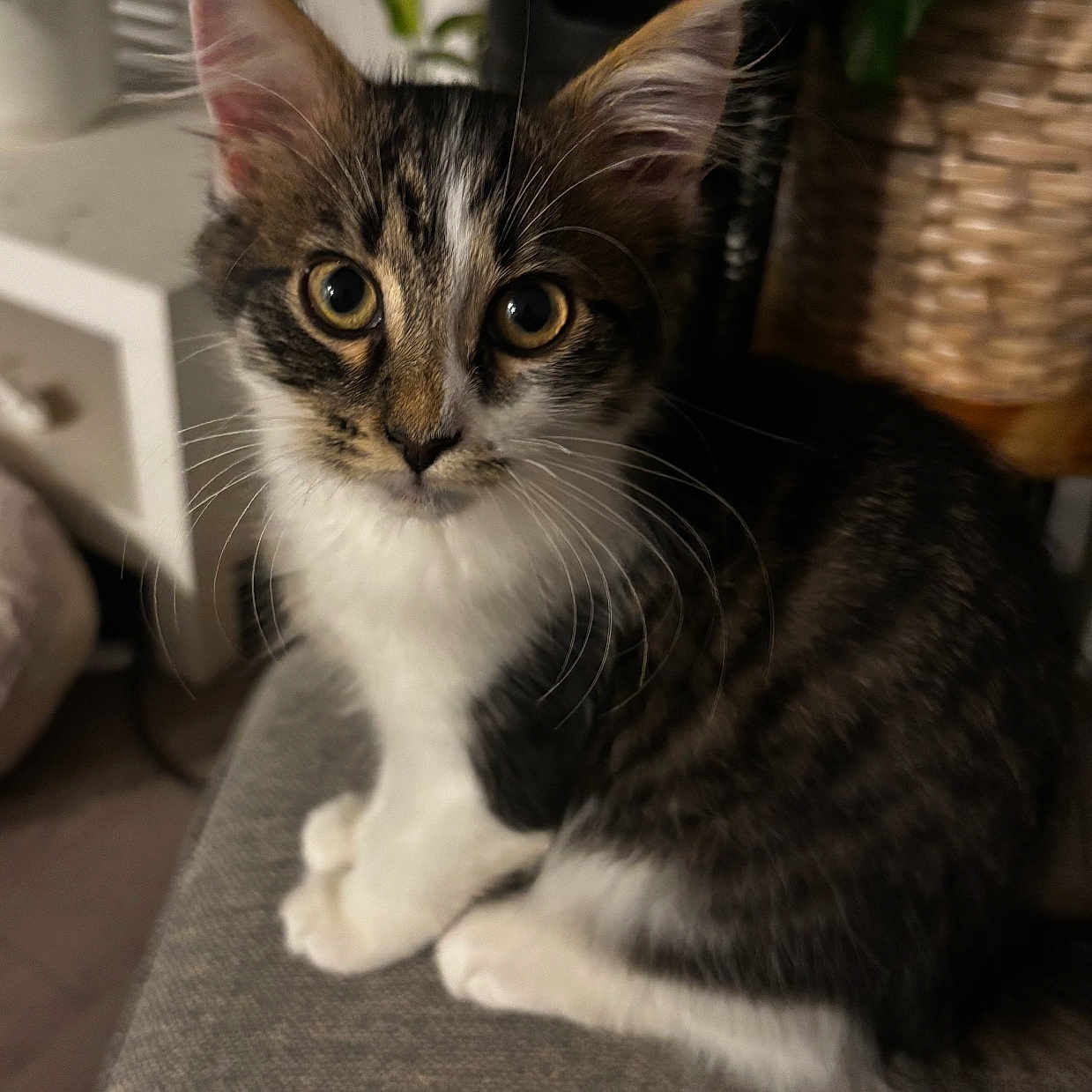 Oliver joined the competition — help win amazing prizes! animal, basket, cat, cozy, curious, cute, domestic, ears, eyes, feline, fur, gray, home, indoor, kitten, pet, plant, sitting, whiskers, young