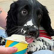 Mj joined the competition — help win amazing prizes! puppy, dog, ice_cream, cup, tongue, hand, black_and_white, pet, close_up, outdoor, cute, licking, young_dog, collar, spots, fur, animal, snout, person, summer