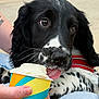 puppy, dog, ice_cream, cup, tongue, hand, black_and_white, pet, close_up, outdoor, cute, licking, young_dog, collar, spots, fur, animal, snout, person, summer