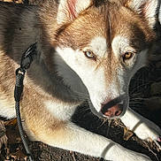 Mocha is registered to the contest to win money with this photo: animal, attentive, close_up, collar, dirt, dog, eyes, fur, heterochromia, husky, leash, leaves, nose, outdoor, paw, pet, portrait, shadow, snout, sunlight