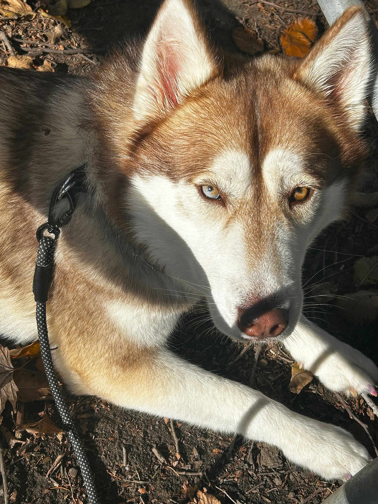 Mocha is registered to the contest to win money with this photo: animal, attentive, close_up, collar, dirt, dog, eyes, fur, heterochromia, husky, leash, leaves, nose, outdoor, paw, pet, portrait, shadow, snout, sunlight