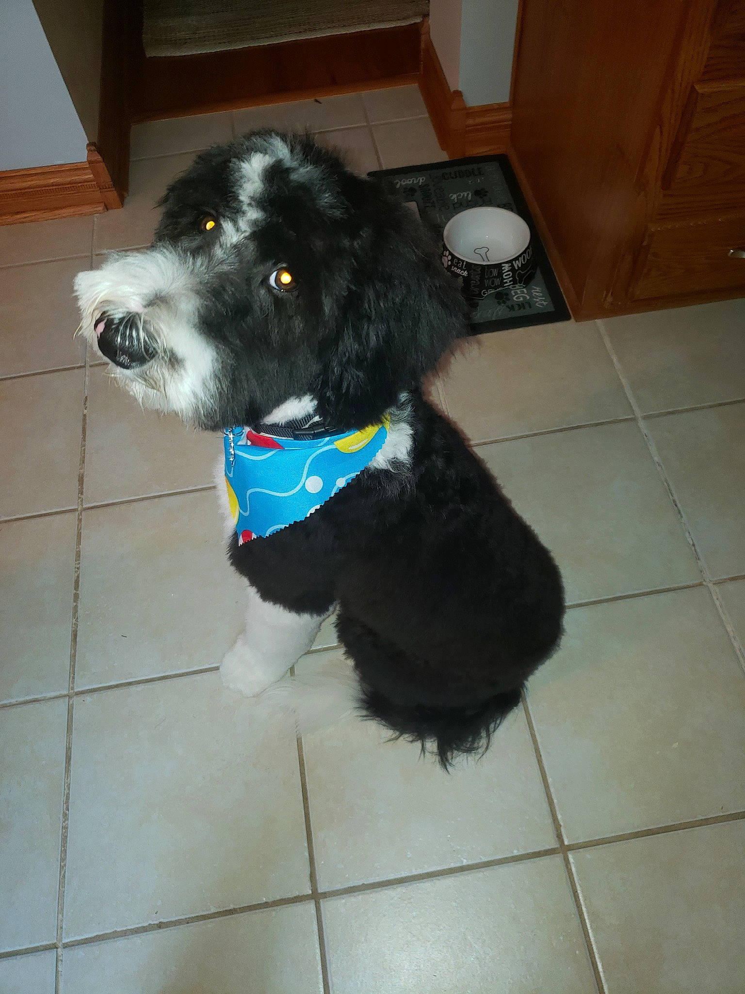 Mcduff is registered to the contest to win money with this photo: borador, canidae, carnivore, collar, companion_dog, dog, dog_breed, dog_collar, dog_supply, flooring, fur, hardwood, liver, snout, spaniel, sporting_group, tail, tile_flooring, working_animal, working_dog