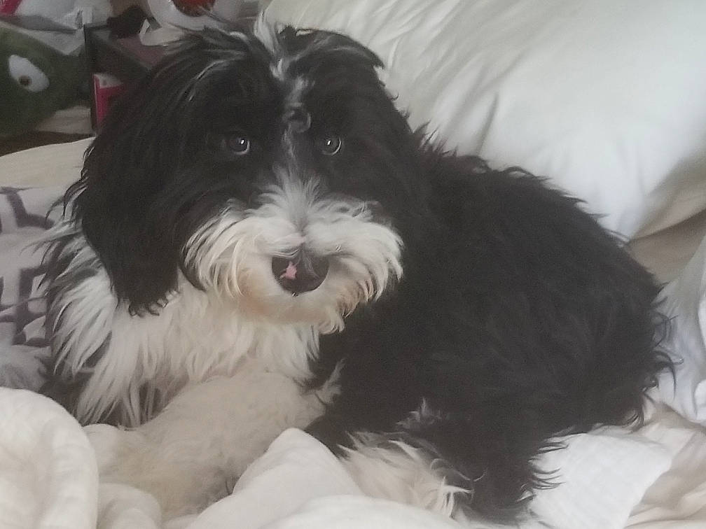 Mcduff joined the competition — help win amazing prizes! biewer_terrier, canidae, carnivore, companion_dog, dog, dog_breed, fur, liver, mal_shi, maltepoo, non_sporting_group, puppy, shih_poo, small_terrier, snout, sporting_group, terrier, toy_dog, water_dog, working_animal