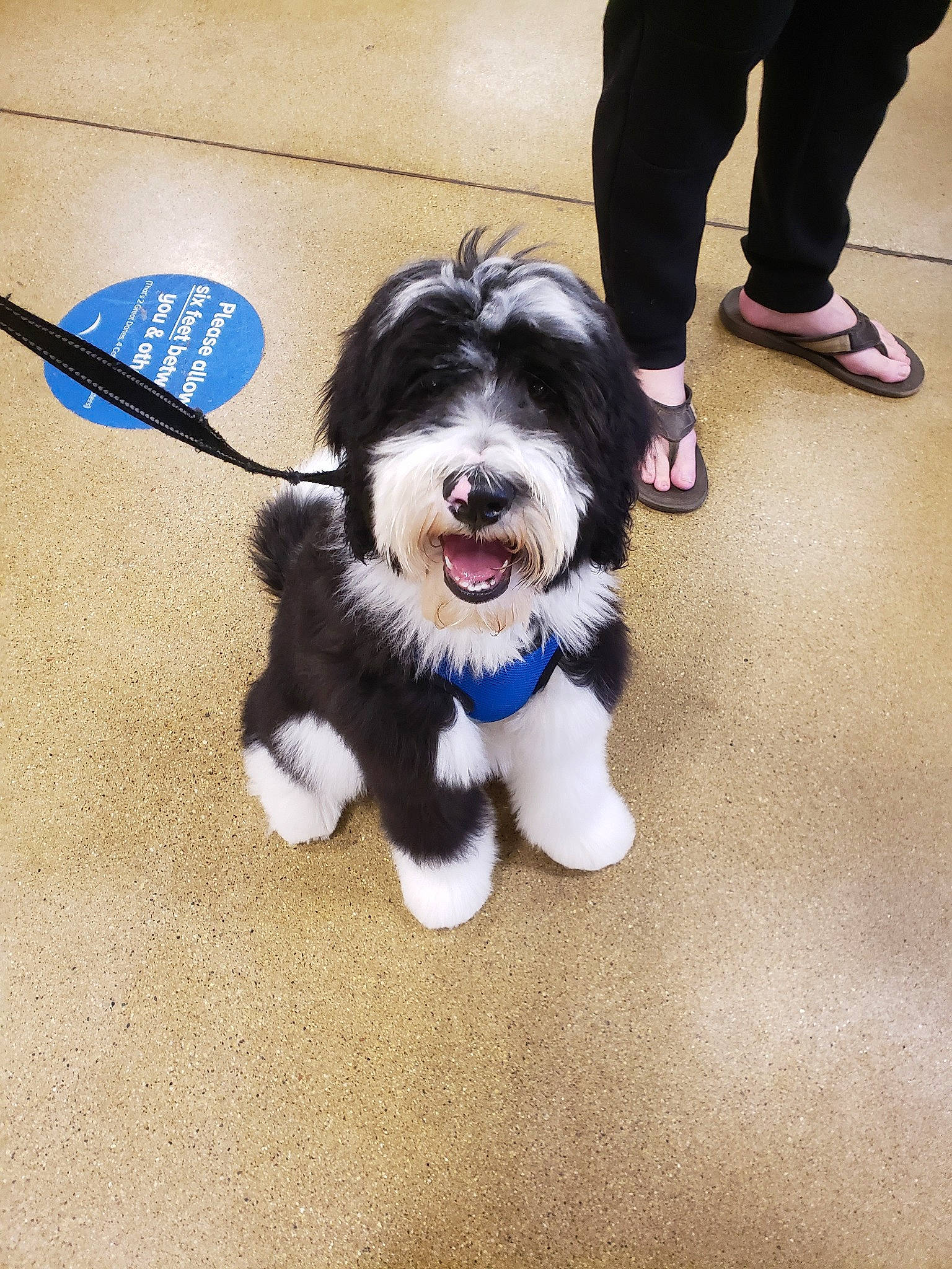 Mcduff joined the competition — help win amazing prizes! canidae, carnivore, companion_dog, dog, dog_breed, dog_supply, electric_blue, flooring, foot, fur, herding_dog, non_sporting_group, paw, puppy, snout, spaniel, sporting_group, tail, toy_dog, working_dog