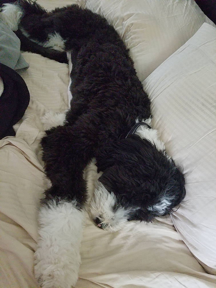 Mcduff joined the competition — help win amazing prizes! canidae, carnivore, claw, comfort, companion_dog, dog, dog_breed, dog_collar, dog_supply, foot, fur, labradoodle, nap, paw, small_terrier, tail, terrier, toy_dog, water_dog, working_animal