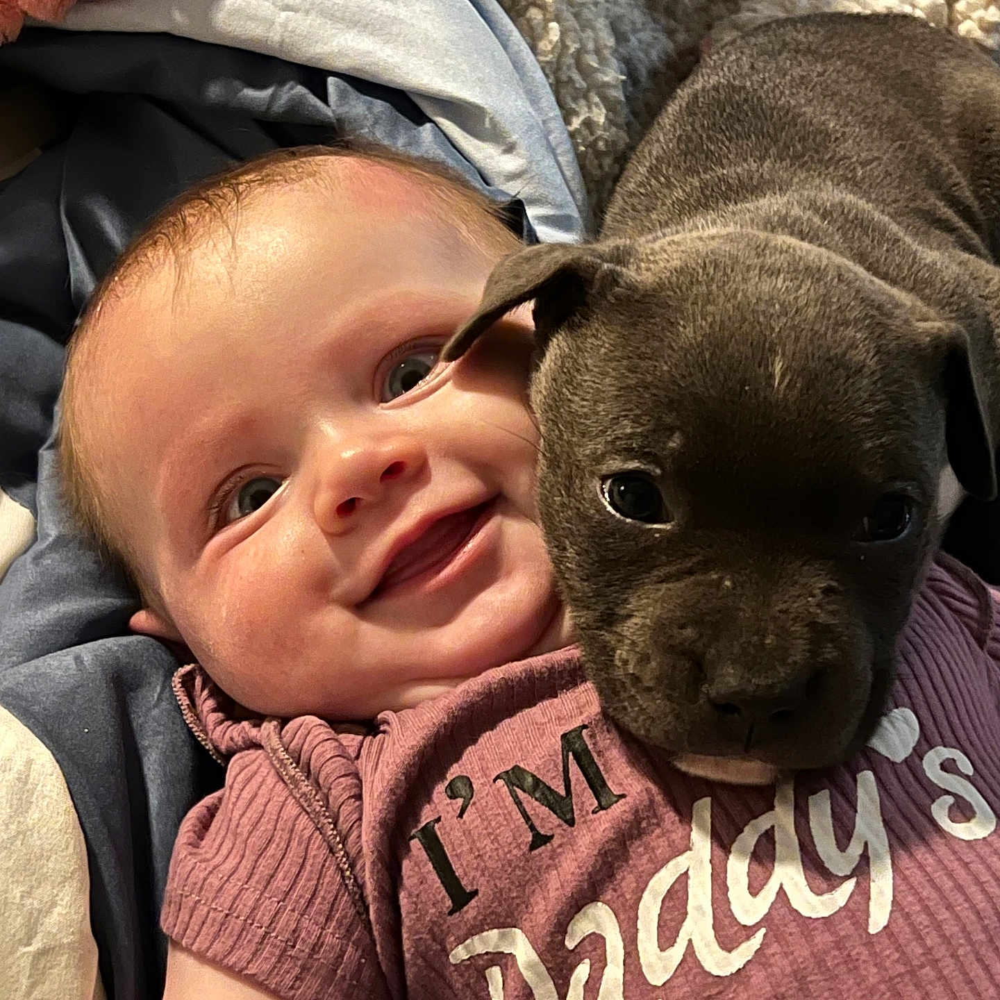 Aubreona is registered to the contest to win money with this photo: accessories, animal, baby, ball, baseballcap, bed, bedroom, blanket, bodypart, bostonbull, boxer, bulldog, canine, cap, cat, clothing, coat, costume, couch, cushion
