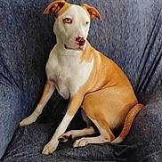 Sophia Loren joined the competition — help win amazing prizes! dog, couch, indoor, pet, canine, brown, white, sitting, fur, ears, tail, looking_away, relaxed, animal, household, comfort, domestic, companion, portrait, furniture