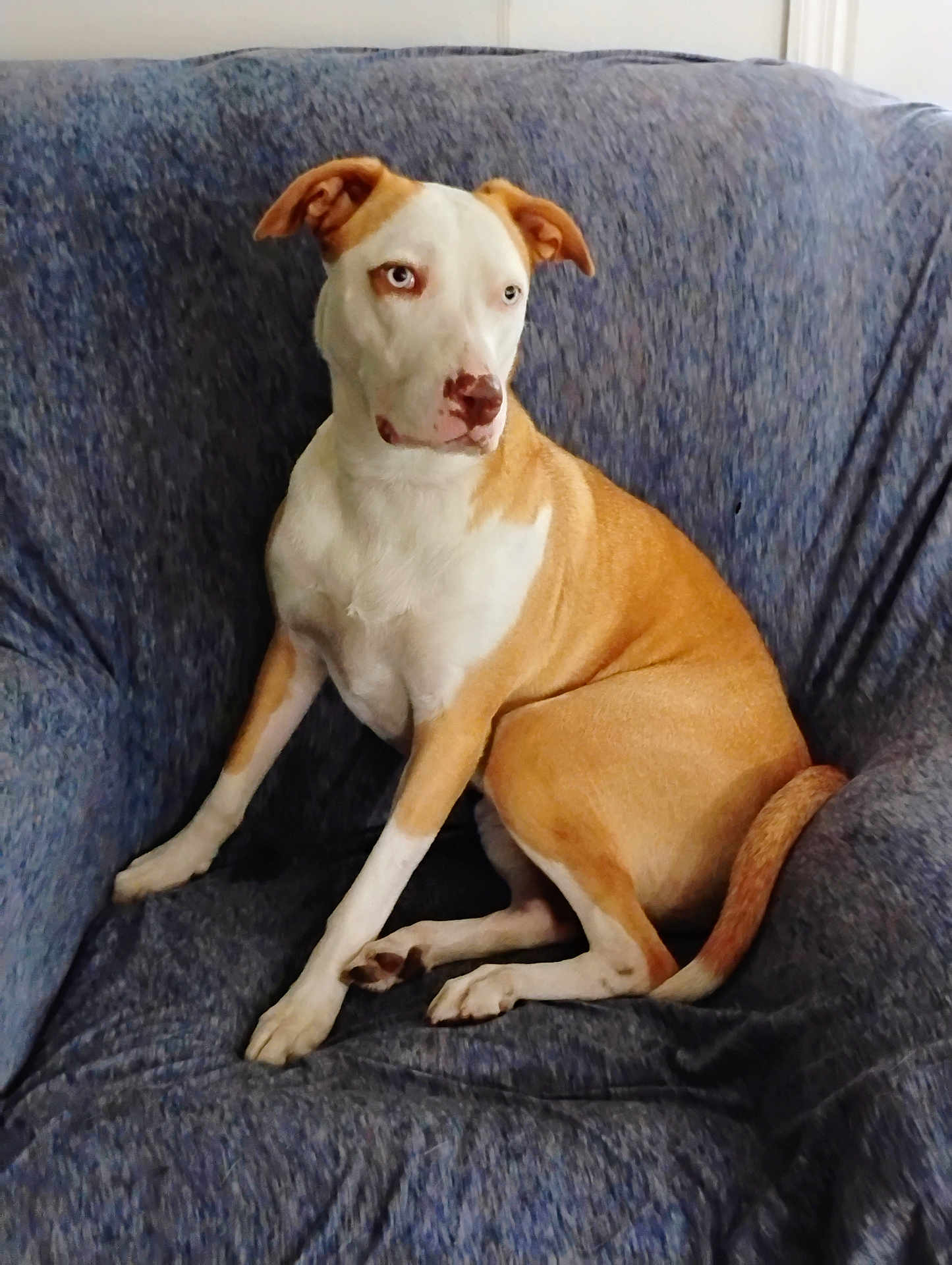 Sophia Loren joined the competition — help win amazing prizes! dog, couch, indoor, pet, canine, brown, white, sitting, fur, ears, tail, looking_away, relaxed, animal, household, comfort, domestic, companion, portrait, furniture