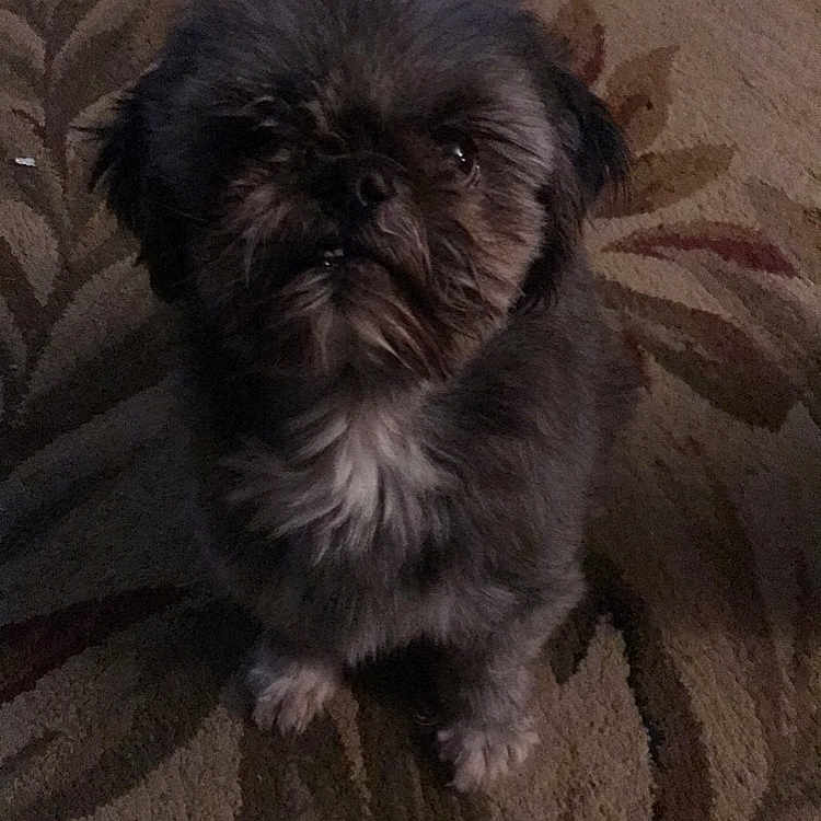 Chewy is registered to the contest to win money with this photo: affenpinscher, animal, canine, dog, pet, puppy, terrier