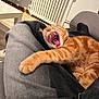 Phoenix participe au concours pour gagner de l'argent avec cette photo : cat, ginger_cat, yawning, indoor, lap, furniture, radiator, cozy, pet, animal, relaxed, tongue, teeth, claws, striped, orange, resting, casual, home, comfort