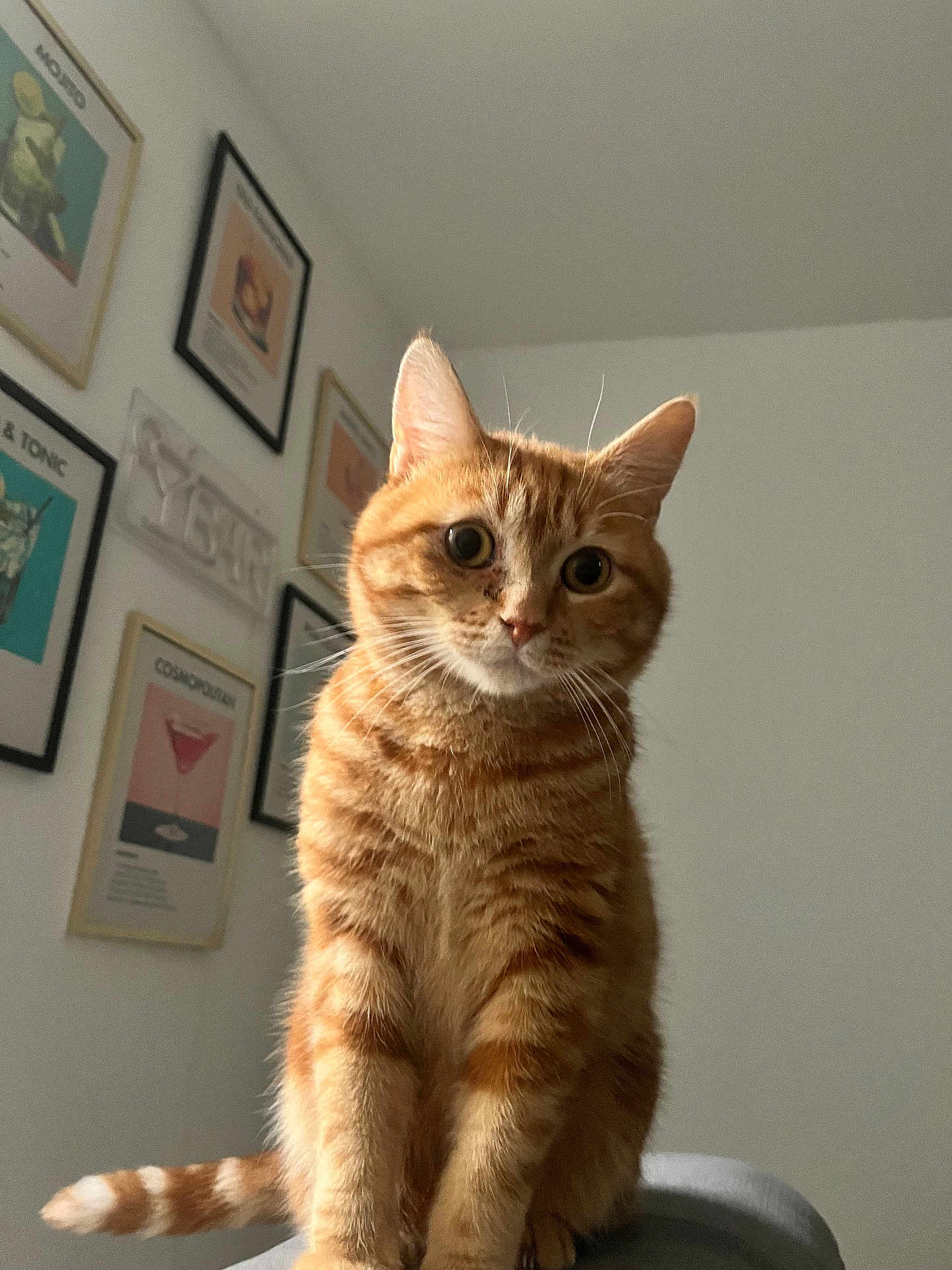 Phoenix participe au concours pour gagner de l'argent avec cette photo : cat, orange_tabby, indoor, wall_art, framed_posters, cocktail_posters, curious, wide_eyes, feline, soft_surface, tail, ears, whiskers, portrait, pet, domestic_animal, furniture, home_decor, white_wall, sitting