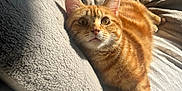 Phoenix a rejoint le concours — aidez-le/la à gagner de superbes lots ! cat, ginger_cat, feline, pet, animal, lying_down, blanket, soft_texture, cozy, sunlight, indoor, relaxed, fur, whiskers, curious, paw, stretching, closeup, portrait, home