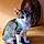 Satine