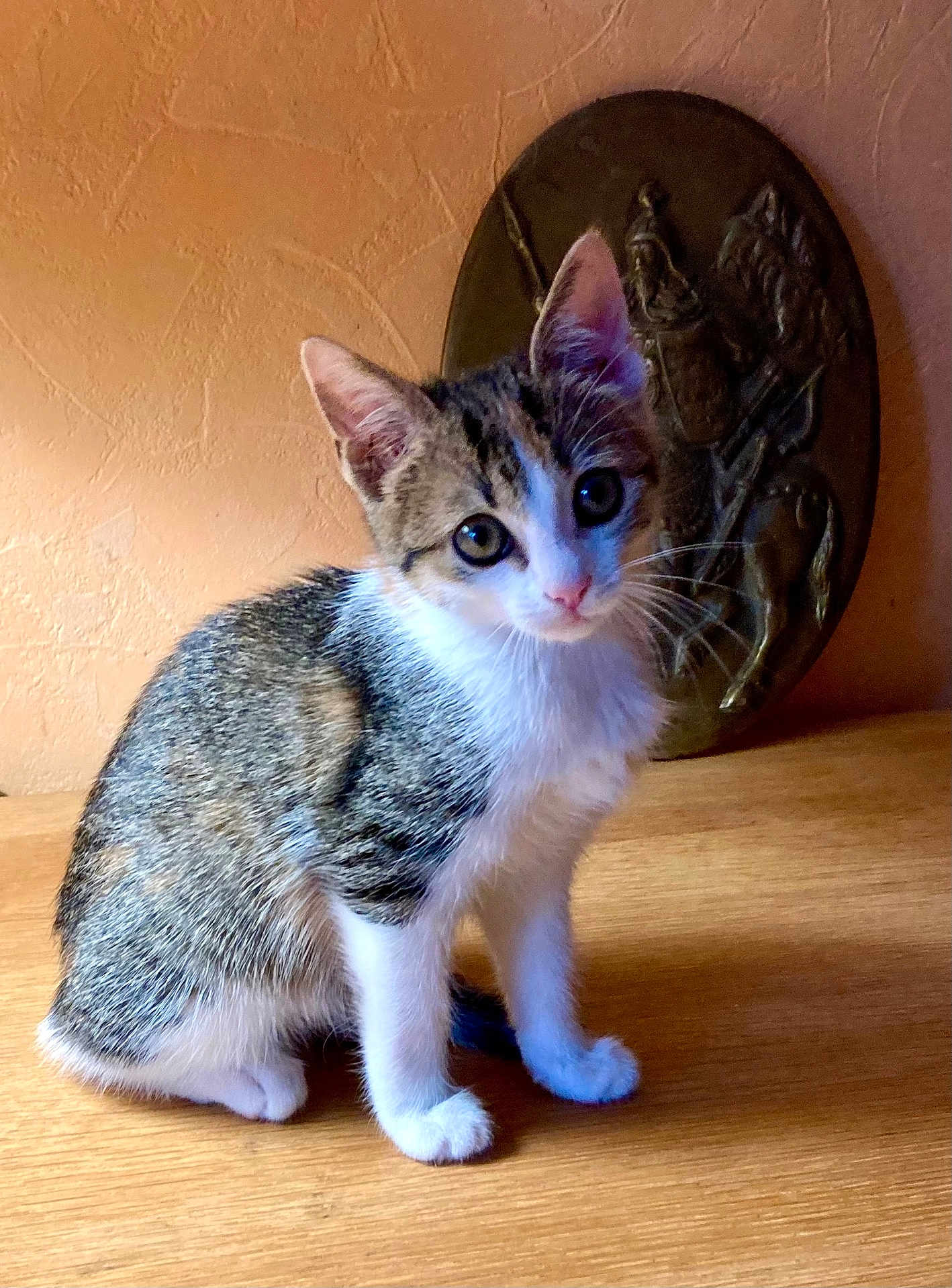 Satine participe au concours pour gagner de l'argent avec cette photo : kitten, cat, tabby, white_fur, wooden_surface, indoor, decorative_plaque, curious, pet, animal, young_cat, feline, whiskers, ears, eyes, sitting, closeup, texture, background, portrait
