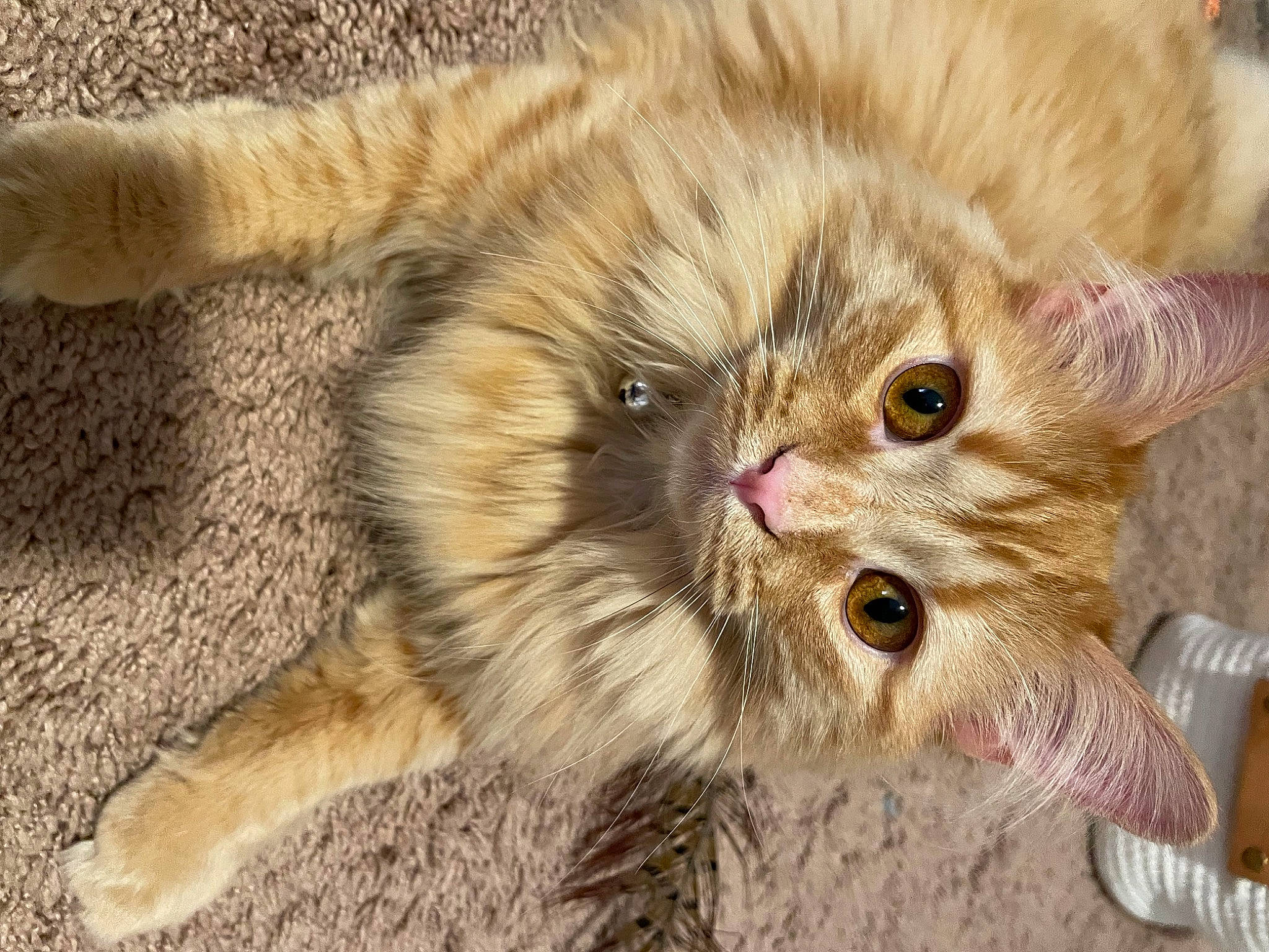Finnegan joined the competition — help win amazing prizes! carnivore, cat, cat_toy, claw, domestic_short_haired_cat, eye, fawn, felidae, fur, paw, small_to_medium_sized_cats, tail, terrestrial_animal, whiskers