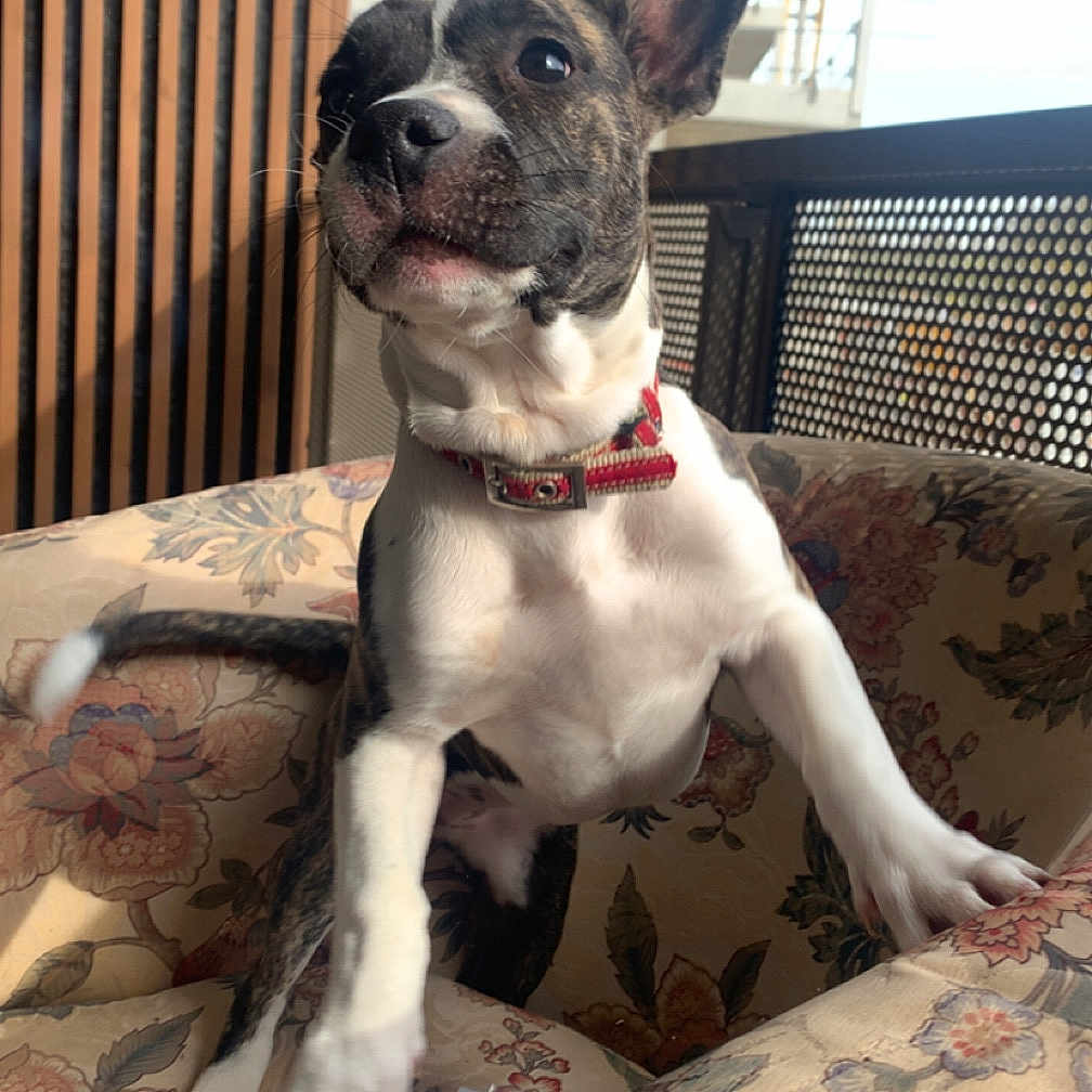 Cookie participe au concours pour gagner de l'argent avec cette photo : animal, armchair, balcony, brindle, canine, construction, curious, dog, ear_up, floral_pattern, furniture, home, indoor, motion, pet, portrait, railing, red_collar, urban, white