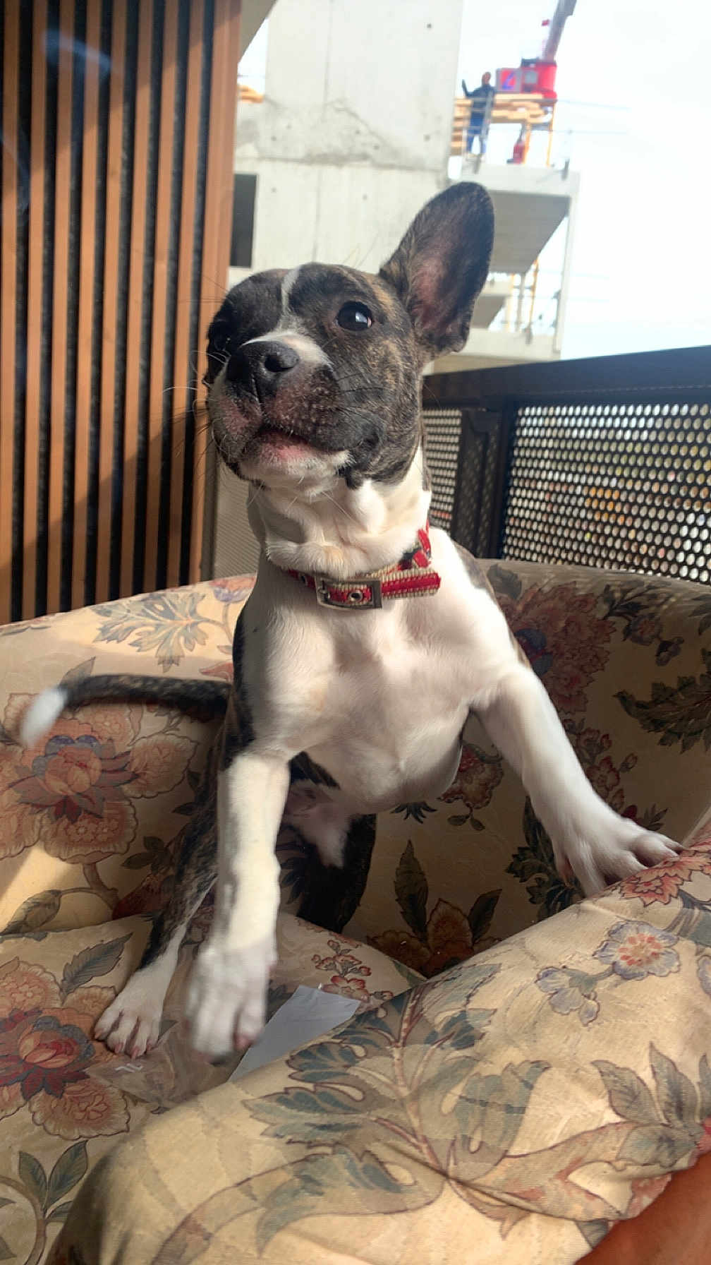 Cookie participe au concours pour gagner de l'argent avec cette photo : dog, brindle, white, red_collar, armchair, floral_pattern, indoor, balcony, railing, construction, urban, pet, curious, motion, ear_up, furniture, canine, portrait, animal, home