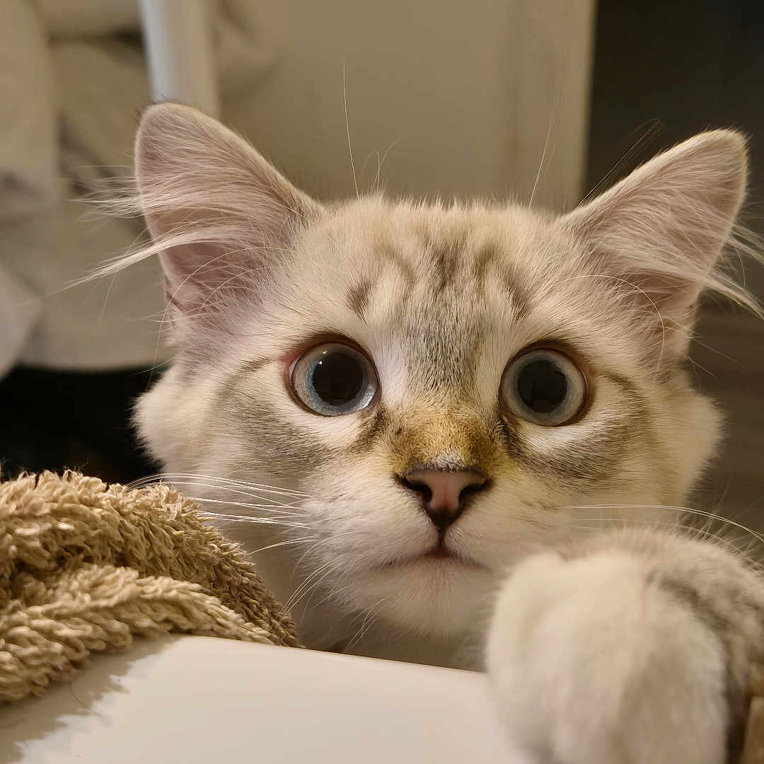 Loki a rejoint le concours — aidez-le/la à gagner de superbes lots ! abyssinian, angora, animal, cat, hardwood, kitten, manx, pet, siamese, wood