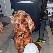 Naia participe au concours pour gagner de l'argent avec cette photo : dog, indoor, brown_dog, long_ears, collar, pet_tag, office_chair, floor, jeans, person_knee, tile_floor, home, furniture, animal, looking_away, domestic, companion, canine, medium_sized_dog, household