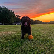 Lilly is registered to the contest to win money with this photo: animal, black_dog, building, clouds, dog, field, grass, happy, nature, orange_ball, outdoor, pet, playing, recreation, sky, summer, sunset, sunset_sky, tongue_out, trees