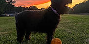 Lilly joined the competition — help win amazing prizes! animal, black_dog, collar, dog, evening, field, grass, happy, nature, orange_ball, outdoors, pet, playful, recreation, silhouette, sky, sunset, tongue_out, toy, trees