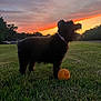 animal, black_dog, collar, dog, evening, field, grass, happy, nature, orange_ball, outdoors, pet, playful, recreation, silhouette, sky, sunset, tongue_out, toy, trees