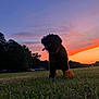 Lilly joined the competition — help win amazing prizes! animal, ball, collar, colorful_sky, dog, dusk, field, fluffy, grass, happy, landscape, nature, outdoor, pet, play, silhouette, sky, sunset, tongue, tree
