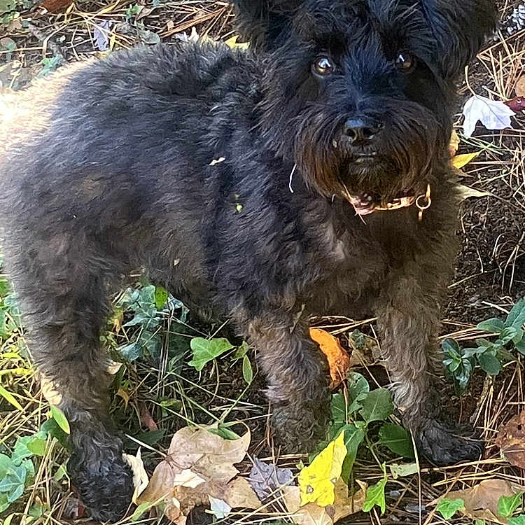 Lilly joined the competition — help win amazing prizes! animal, autumn, black_dog, canine, collar, curious, dog, ears, eyes, fall, fur, grass, ground, leaves, muzzle, nature, outdoor, pet, plants, standing