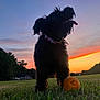 Lilly is registered to the contest to win money with this photo: animal, ball, black_dog, clouds, collar, dog, field, grass, happy, house, nature, outdoor, pet, play, silhouette, sky, summer, sunset, tongue_out, tree